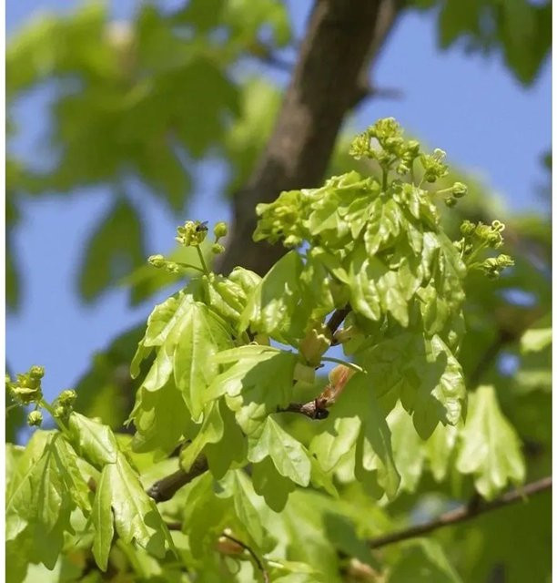 Hochstamm Säulen-Feldahorn Street Pilla Acer campestre, Höhe: 125-150 cm - Bild 1