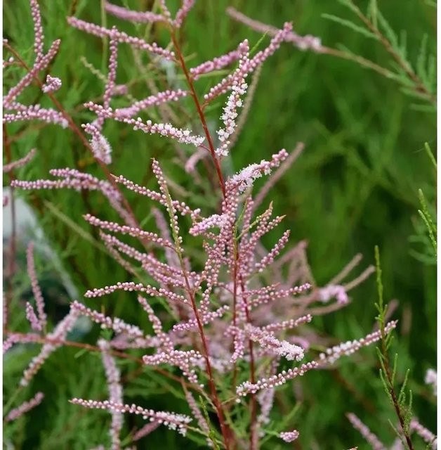 Sommertamariske Rubra Tamarix ramosissima pink Strauch 80-100cm - Bild 1