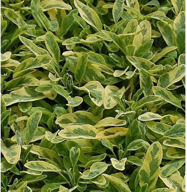Echter Salbei Icterina Salvia officinalis als grüne Gewürz- und Duftpflanze für den Staudengarten - Bild 1