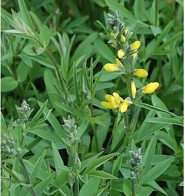 Thermopsis chinensis Chinesische Fuchsbohne gelbe mehrjährige Gartenpflanze - Bild 1