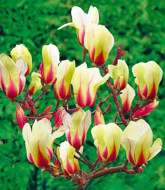 Magnolie Sunrise Zierstrauch für kleine Gärten - Bild 1