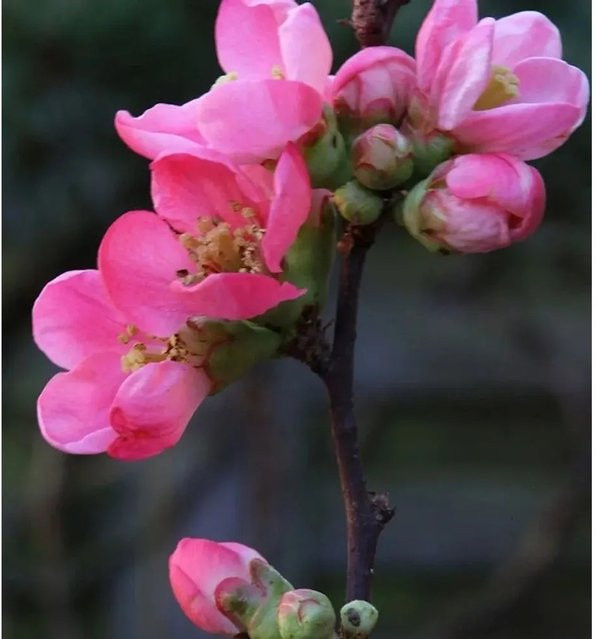 Zierquitte Pink Lady Chaenomeles Heckenpflanze in Pink, Höhe: 60-80 cm - Bild 1