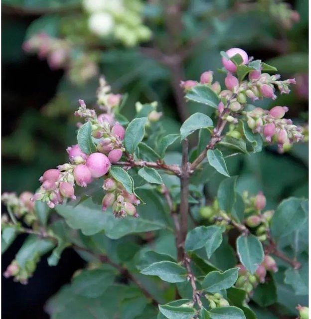 Symphoricarpos doorenbosii Amethystbeere Magical Candy Kleinstrauch in Weiß und Pink, Höhe: 30-40 cm - Bild 1