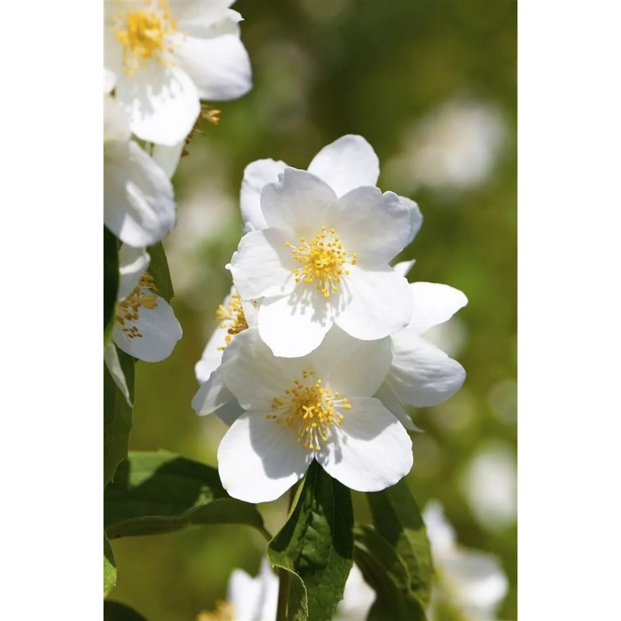 Philadelphus Erectus Pfeifenstrauch Weiß, Höhe: 100–125 cm - Bild 2
