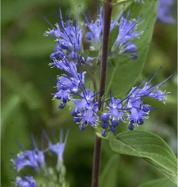 Caryopteris clandonensis Bartblume Blue Fountain blauer Strauch für den Garten - Bild 1