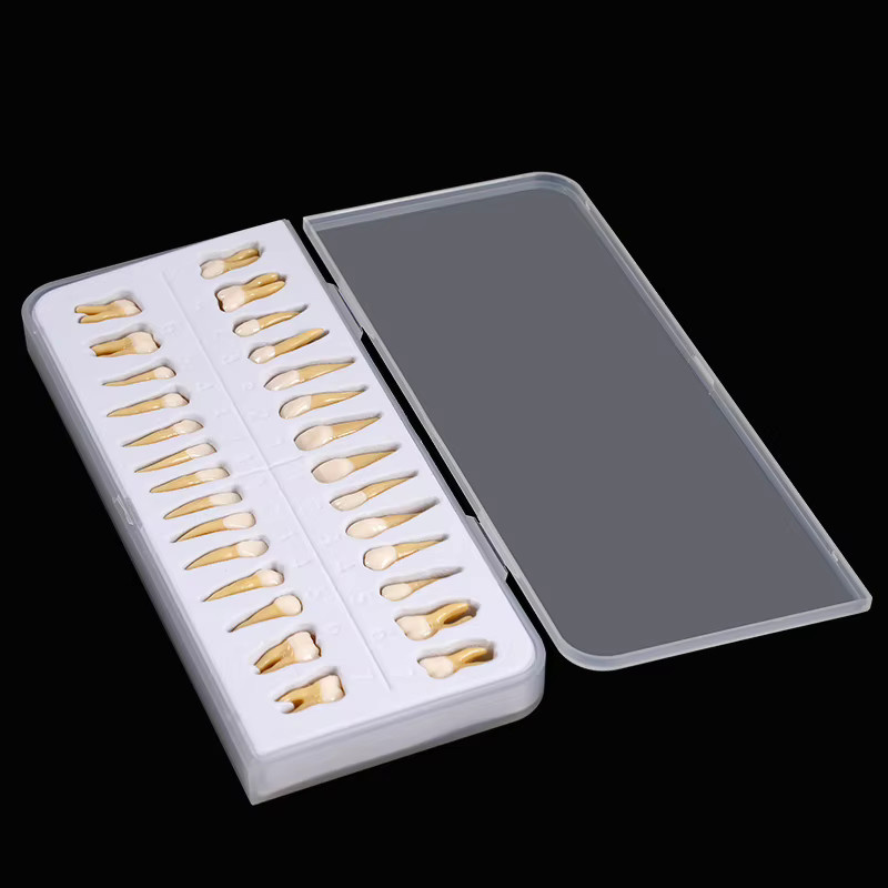 JIECARE Obere und untere Vollmund-Zahnzähne, Modellsimulation, 28-teiliges Set - Bild 2
