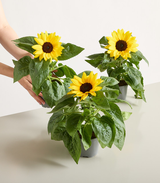 3er Set Sonnenblumen Helianthus annuus von BLUME2000 für Balkon und Terrasse - Bild 1