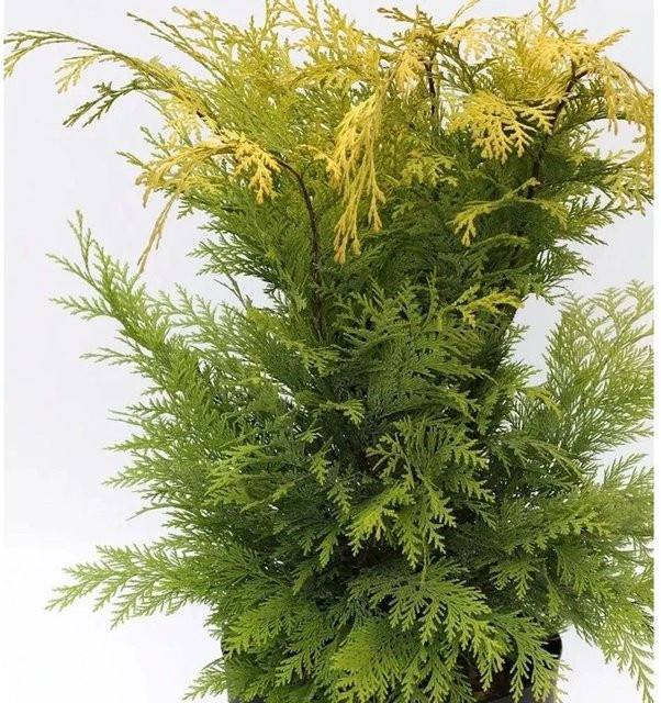 Gelbe Gartenzypresse Stardust Chamaecyparis awsoniana als Heckenpflanze oder Solitär, Höhe: 80-100 cm - Bild 1