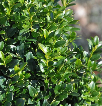 Buxus sempervirens arborescens Buchsbaum als grüne Heckenpflanze von Nr-01.de