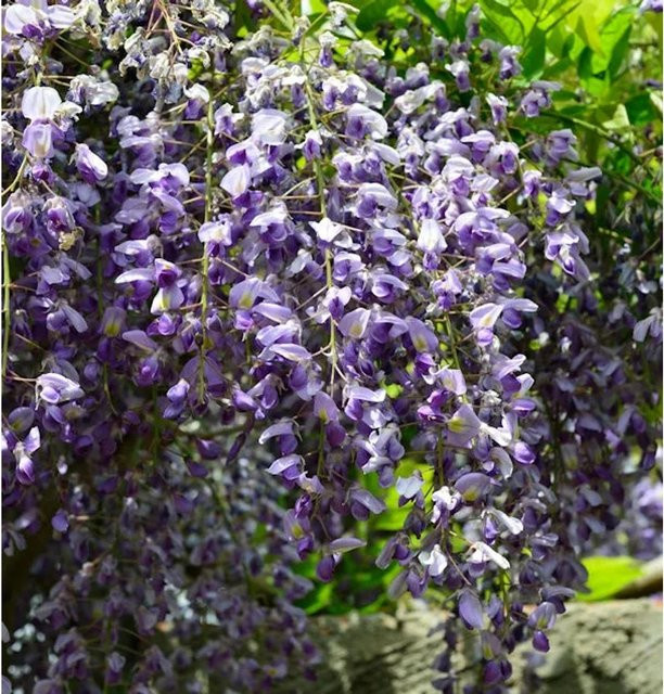 Wisteria floribunda Blauregen Kletterpflanze in Purple, Höhe: 60-80 cm - Bild 1