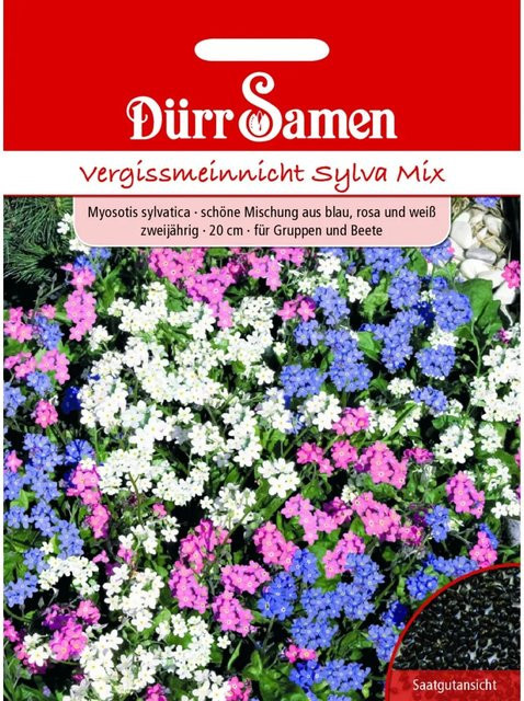 Dürr Samen Vergissmeinnicht Sylva Mix Gelb mit Auge Zweijähriges Saatgut - Bild 1