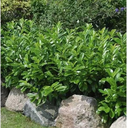 Kirschlorbeer Diana Prunus laurocerasus als grüne Heckenpflanze oder Solitärpflanze für deinen Garten, Höhe: 60-80 cm
