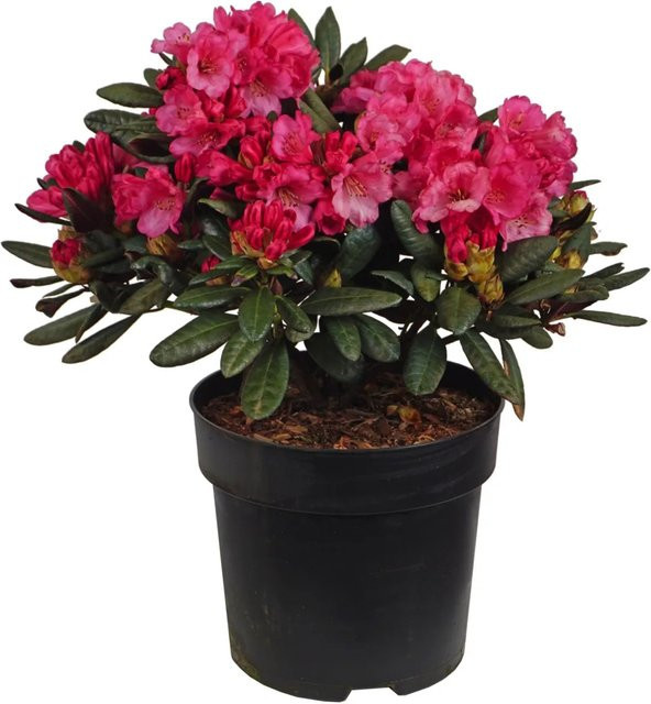 GROW by OBI Rhododendron Alpenrose Wine and Roses in Topf, Farbe: Rot und Pink, Höhe: 30-40 cm, Volumen: 6 l - Bild 1