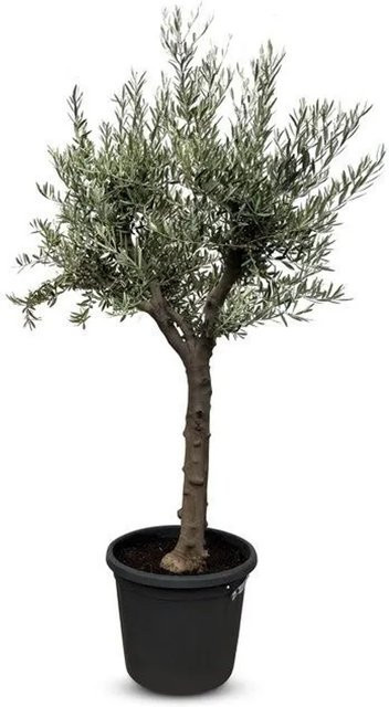 Sunny-Tree Verzweigter Olivenbaum Olea europaea 30 Jahre, Winterhart bis -18 Grad, Höhe: 190 cm - Bild 1