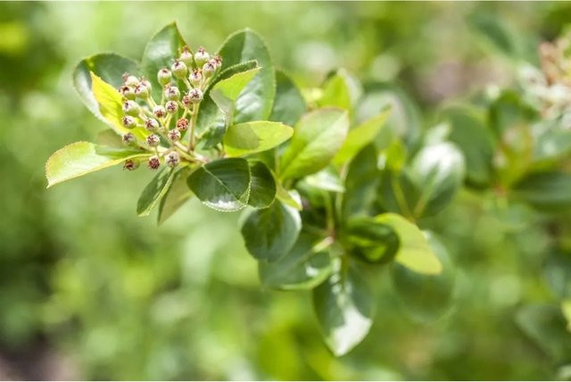 Aronia Melanocarpa Schwarze Apfelbeere von Pflanzen für dich, Höhe: 60–100 cm - Bild 1
