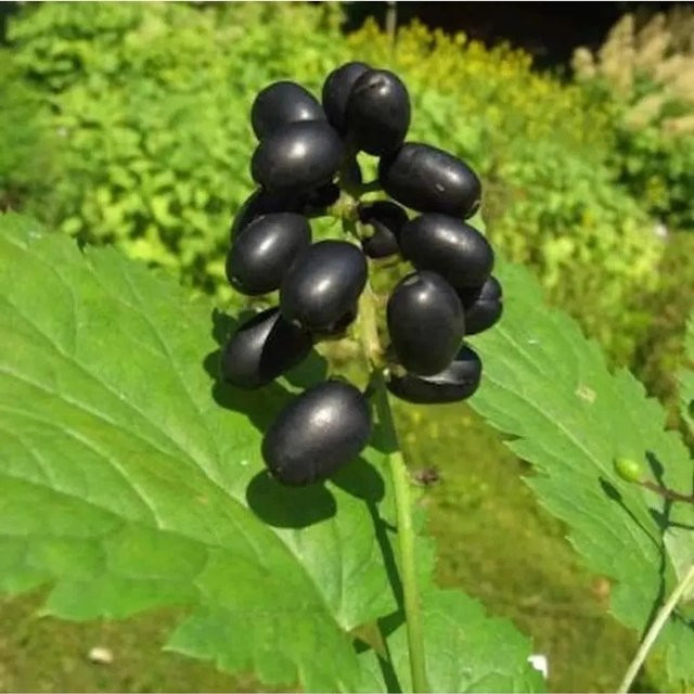 Actaea spicata Christophskraut mit schwarzen Beeren von Nr-01.de - Bild 1