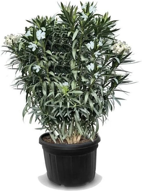 Sunnytree Oleander Nerium Pflanze Weiß, Höhe: 220-240 cm, Immergrüne Mediterrane Heckenpflanze für Draußen - Bild 1
