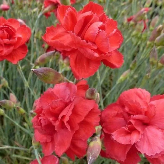 6er Set Arborix Federnelke Heidi Dianthus plumarius mit rosa Blüten im 9 cm Topf - Bild 1