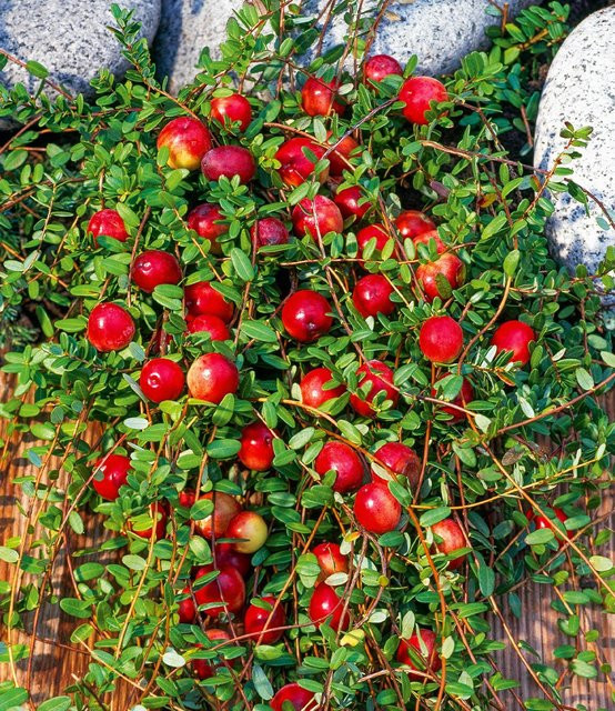 Cranberry-Beere - Bild 1