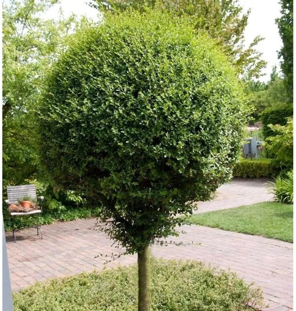 Nr-01.de Hochstamm Kugel-Liguster Ligustrum delavayanum, grün, 80-100 cm - Bild 1