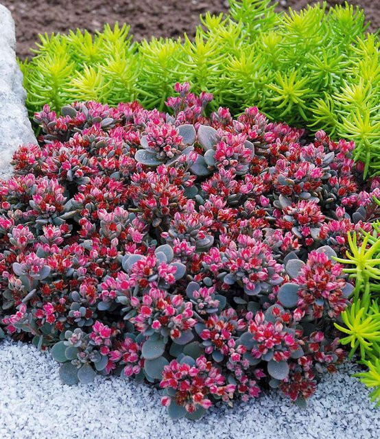 Sedum Sun Sparkler Sedoro Blue Elf Fetthenne - Bild 1