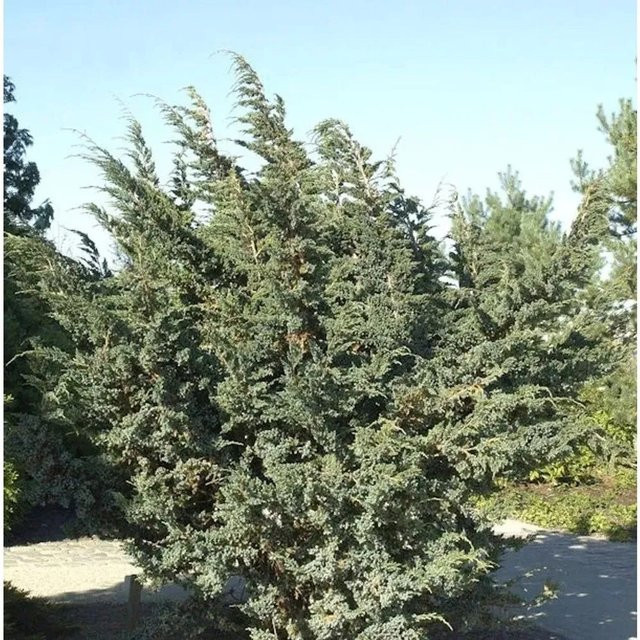Juniperus squamata Blauzeder Wacholder Strauch in Grün, Höhe: 25-30 cm - Bild 1