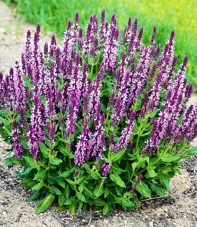 Salvia Pink Profusion Zierpflanze