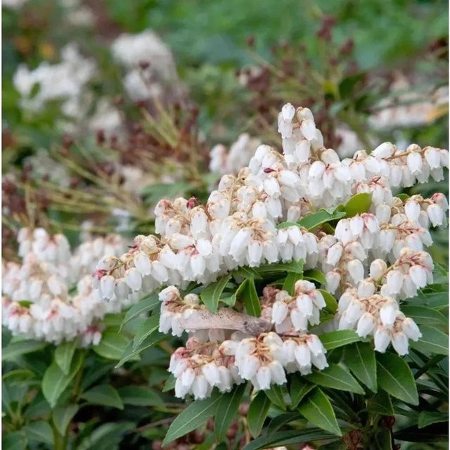 Pieris japonica Lavendelheide Japanisches Schattenglöckchen Strauch für den Garten von Die Nr-01.de - Bild 1