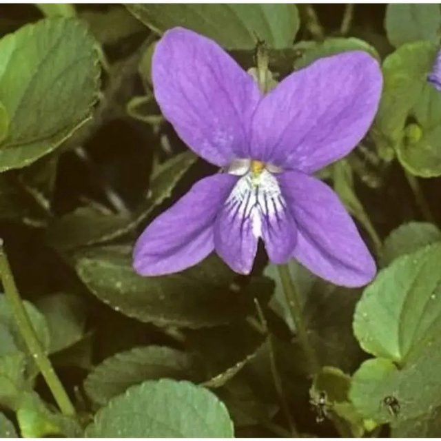 Duftveilchen Königin Charlotte Viola odorata lila Gartenpflanze im Topf - Bild 1