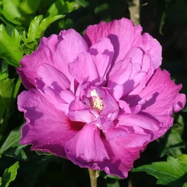 Arborix Garteneibisch Purple Ruffles mit violetten Blüten, Höhe: 40 bis 60 cm - Bild 1