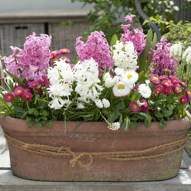 Bunte Frühlingsblüten Balkonpflanzen von Mein schöner Garten Shop, 9 Pflanzen im Set, mehrfarbig - Bild 1