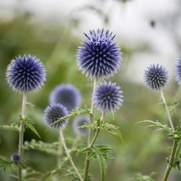 Dekorative Kugeldistel in Violett und Blau, rund - Bild 1