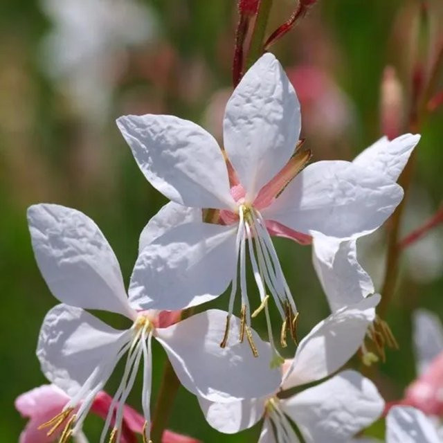 6er Set Arborix Prachtkerze Gaura lindheimeri mit weißen Blüten im 9 cm Topf - Bild 1