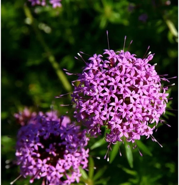Phuopsis stylosa Rosenwaldmeister - Mehrjährige Bodendecker-Pflanze für den Garten - Bild 1