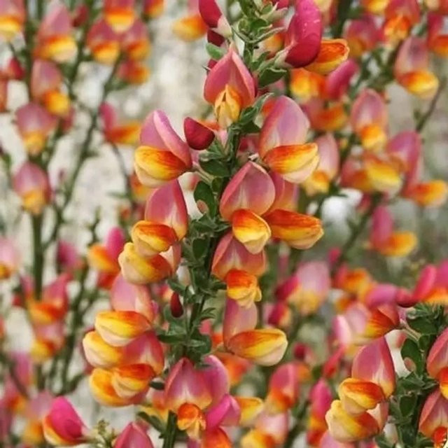 Schmuckginster Criterion Cytisus scoparius Zierstrauch für deinen Garten - Bild 1