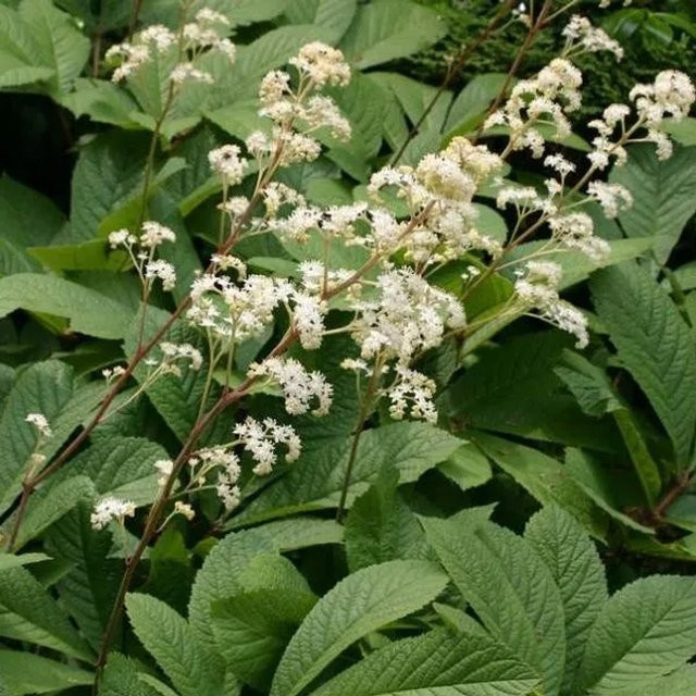 6er Set Arborix Rodgersia sambucifolia Schaublatt Beetpflanze im 9cm Topf - Bild 1