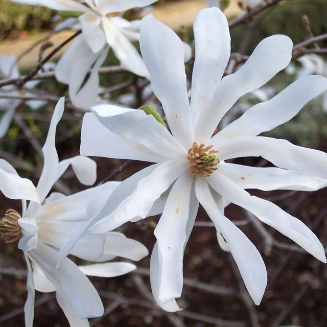 Arborix Magnolie Magnolia stellata Frühblühend Weiß im Container, Höhe: 60 bis 80 cm - Bild 1