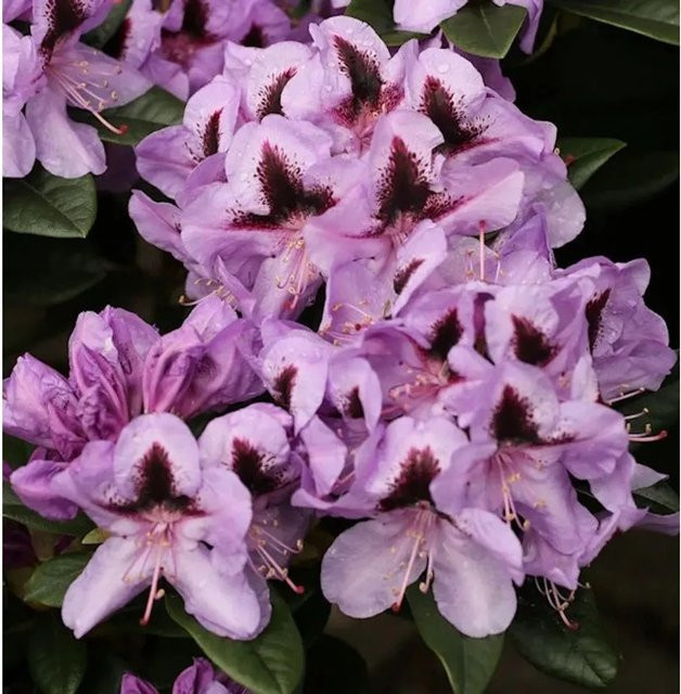 INKARHO Rhododendron Christiane Herzog Alpenrose als großblumiger Zierstrauch in Lila, Höhe: 40-50 cm - Bild 1