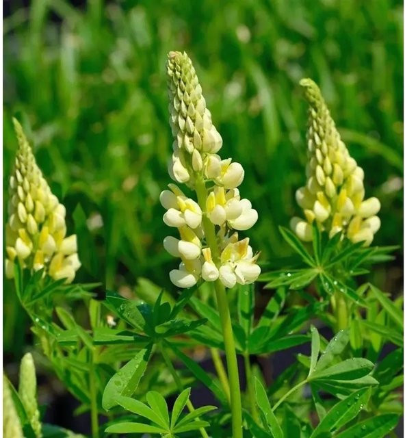 Strauchlupine Lupinus arboreus gelbe Gartenpflanze im Topf - Bild 1