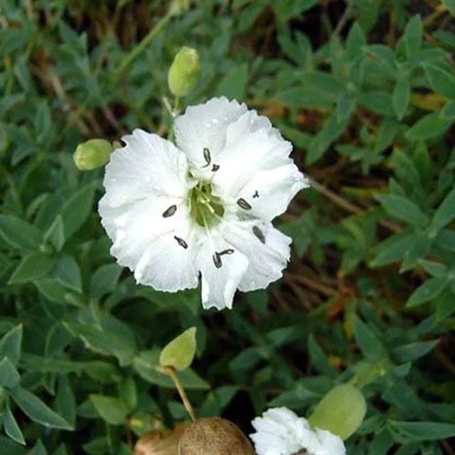 6er Set Arborix Leimkraut Weisskehlchen Silene maritima als mehrjährige Beetrandpflanze mit weissen Blüten im 9cm Topf - Bild 1