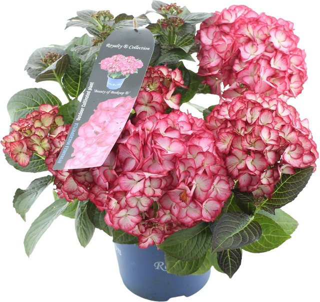 GROW by OBI Gartenhortensie Hydrangea macrophylla Beauty of Boskoop Rot - Bild 1