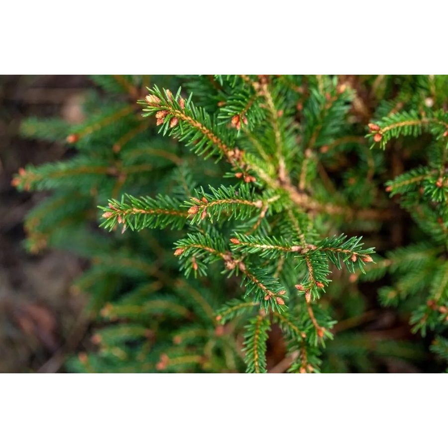 Picea Abies Pygmaea Zwergfichte als grüne Konifere für deinen Balkon oder Garten - Bild 2
