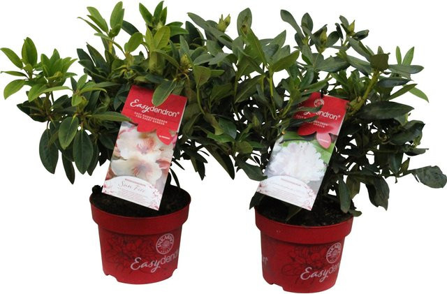 GROW by OBI Rhododendron Inkarho Easydendron Zierstrauch, Höhe: ca. 30 - 40 cm - Bild 1