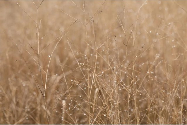 Panicum Virgatum Heavy Metal Rutenhirse Blaugrün als mehrjährige Zierpflanze im 3-5 Liter Container - Bild 1