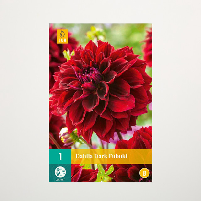 Splitt-Dahlie Dark Fubuki Knolle von BLUME2000 - Bild 1