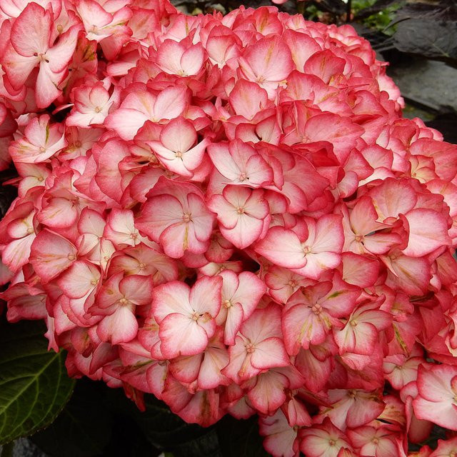 Bauernhortensie Royalty Collection Beauty of Boskoop, rot/pink, Zierstrauch für den Garten - Bild 1