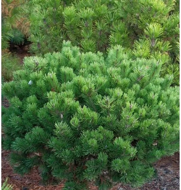 Zwerg Latschenkiefer Pinus mugo Klostergrün für den Garten - Bild 1