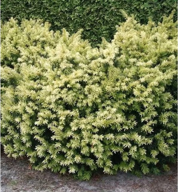 Breitwachsende Goldeibe Golden Nugget Taxus baccata in Gold für deinen Garten - Bild 1