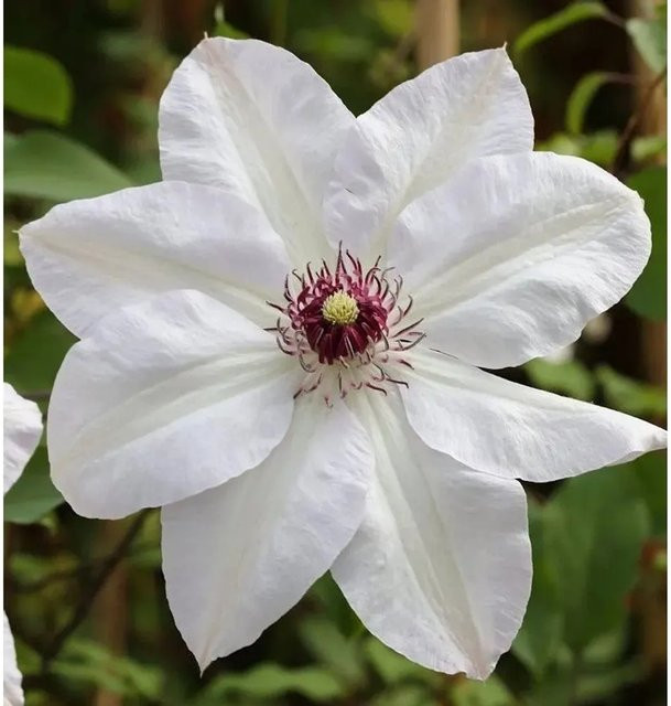 Clematis Waldrebe Miss Bateman weiße Kletterpflanze für Garten und Kübel - Bild 1