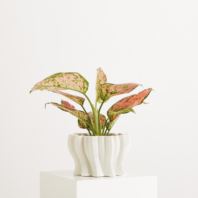 Keramischer Übertopf von BLUME2000 in Weiß mit modernem Design, Höhe: 14 cm, Breite: 14 cm, Tiefe: 14 cm - Bild 1